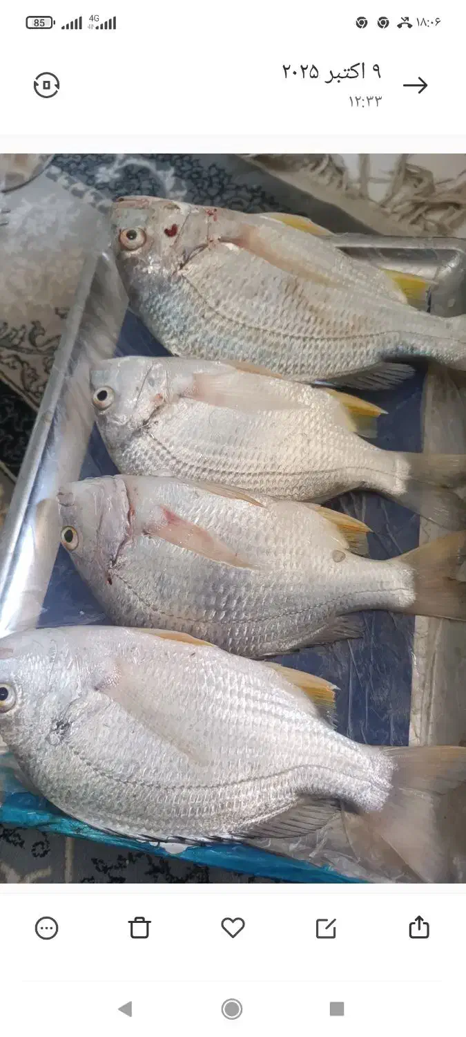 ماهی شوم صید قلاب تازه تازه|ماهی|بوشهر, |دیوار