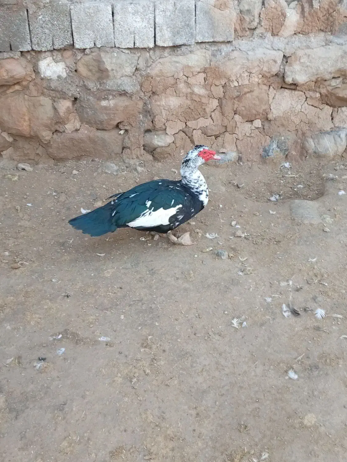 معاوضه و فروش|حیوانات مزرعه|گتوند, |دیوار