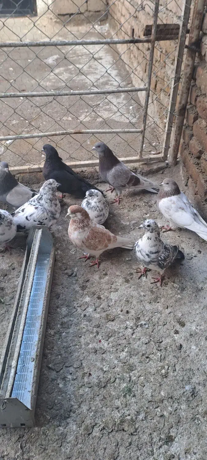 20 تا کبوتر|پرنده|ارومیه, |دیوار