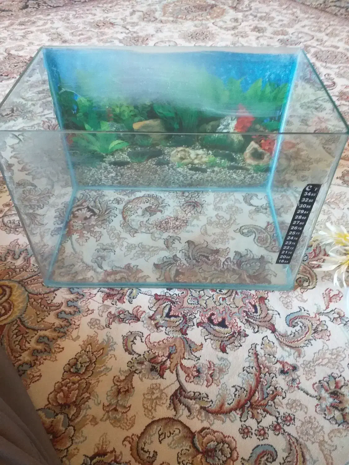 آکواریوم|لوازم جانبی حیوانات|سنندج, |دیوار