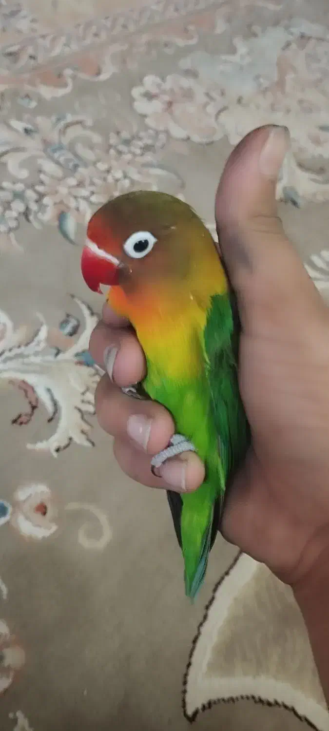 کوتوله دستی|پرنده|تربت جام, والفجر|دیوار