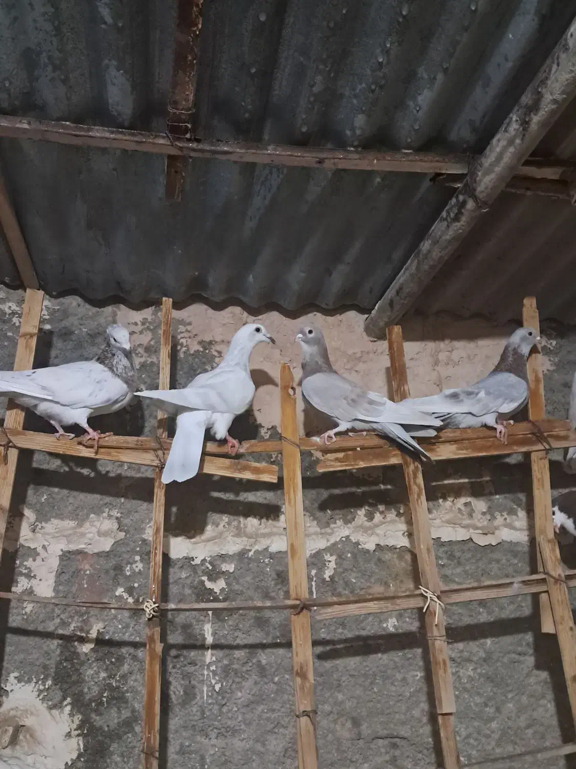 ۴۵ کفتره همه رقمه|پرنده|سبزوار, شرق کال عیدگاه|دیوار