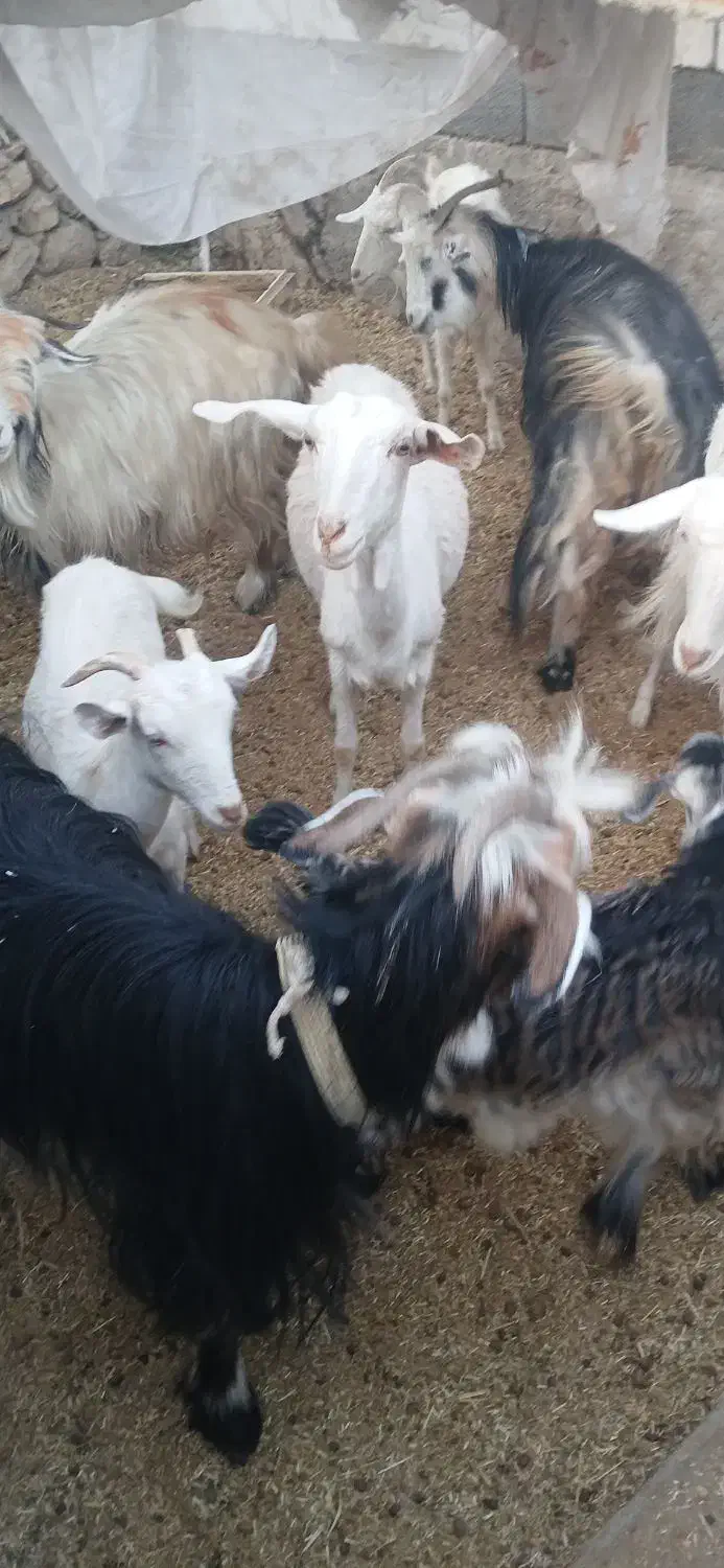 فروش بز محلی و سانن|حیوانات مزرعه|دزپارت, |دیوار