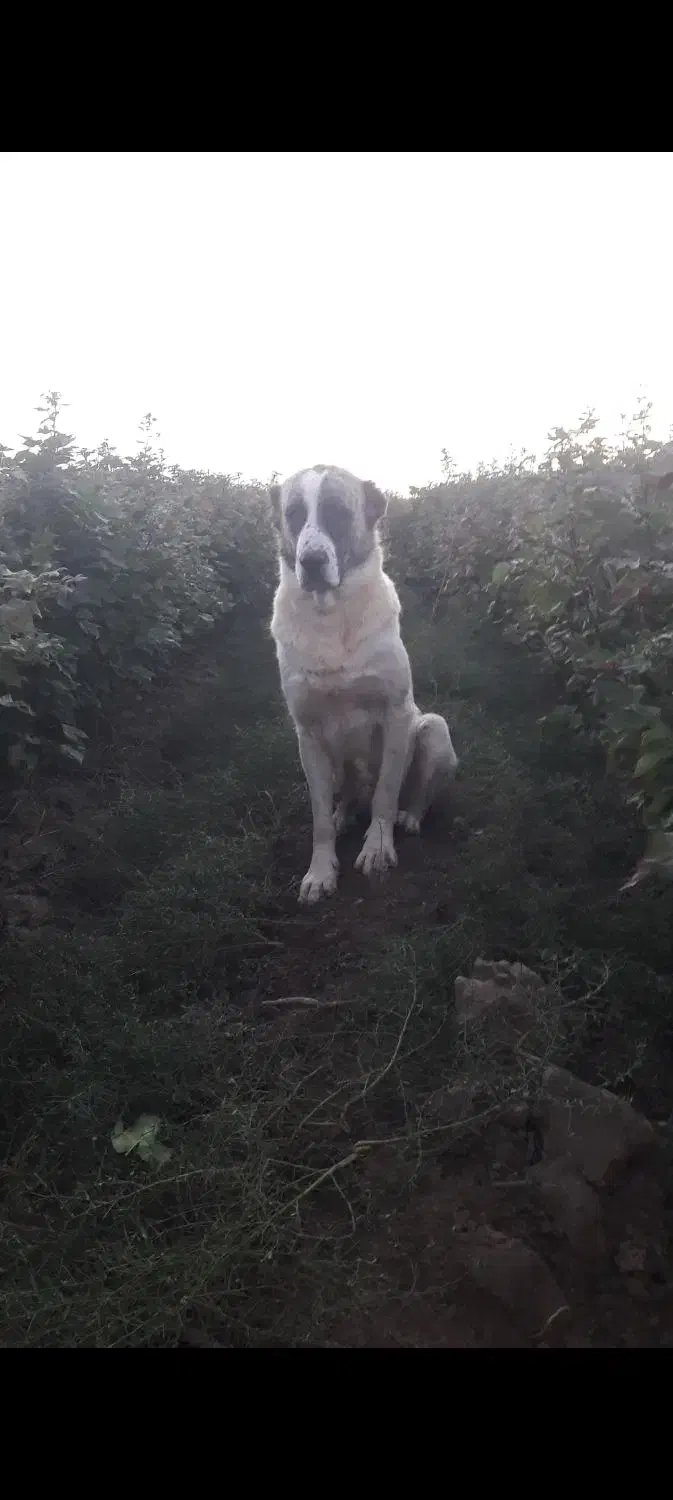 سگ الابای ترکمن|سگ|گنبد کاووس, |دیوار