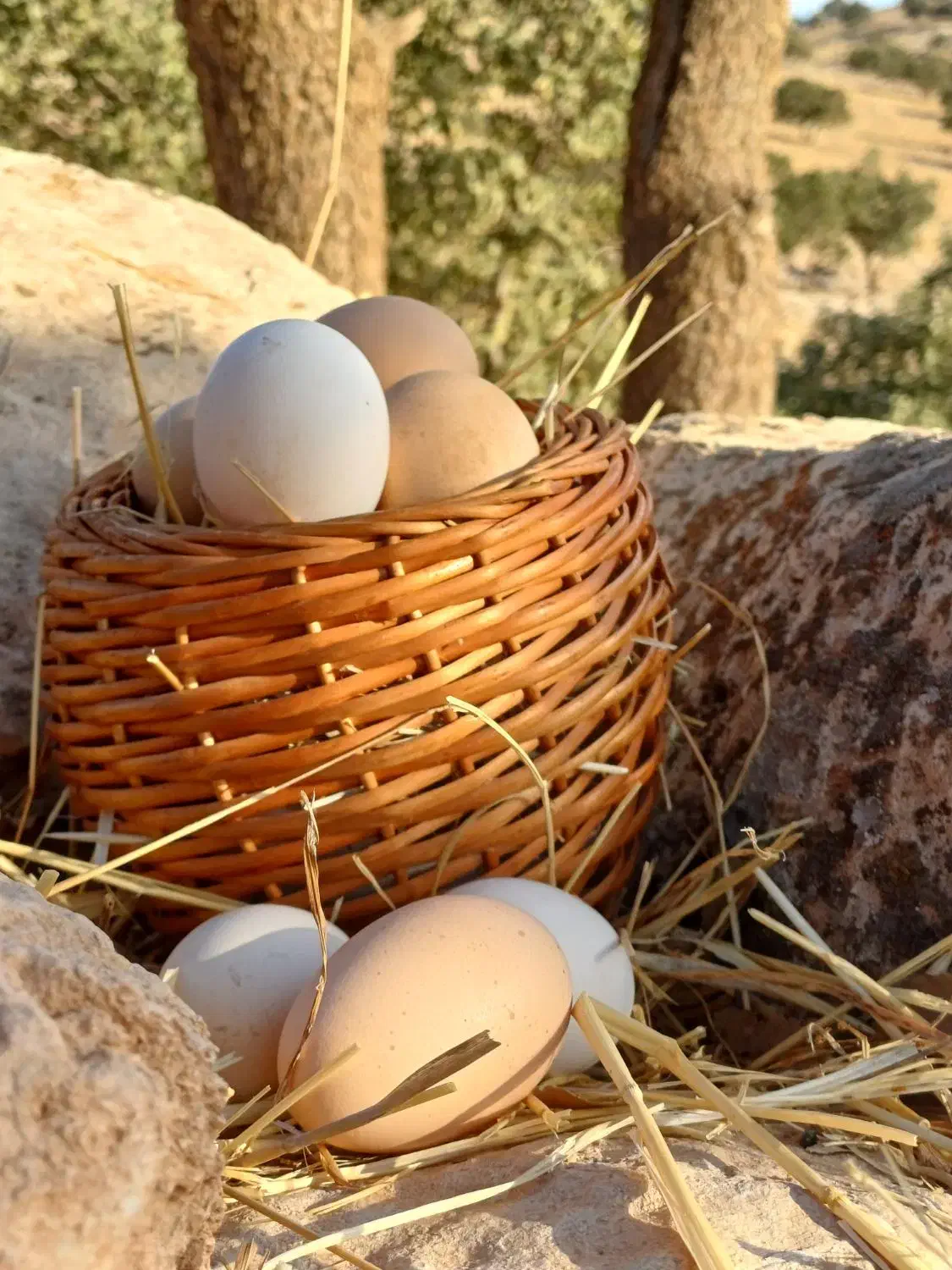تخم مرغ|خوردنی و آشامیدنی|چرداول, |دیوار