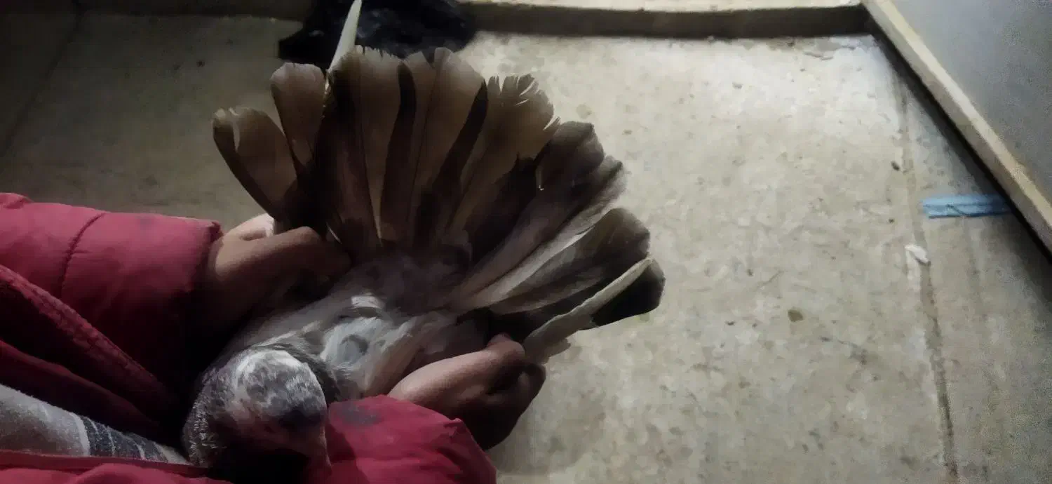 کفتر|پرنده|شاهینشهر, گرگاب|دیوار