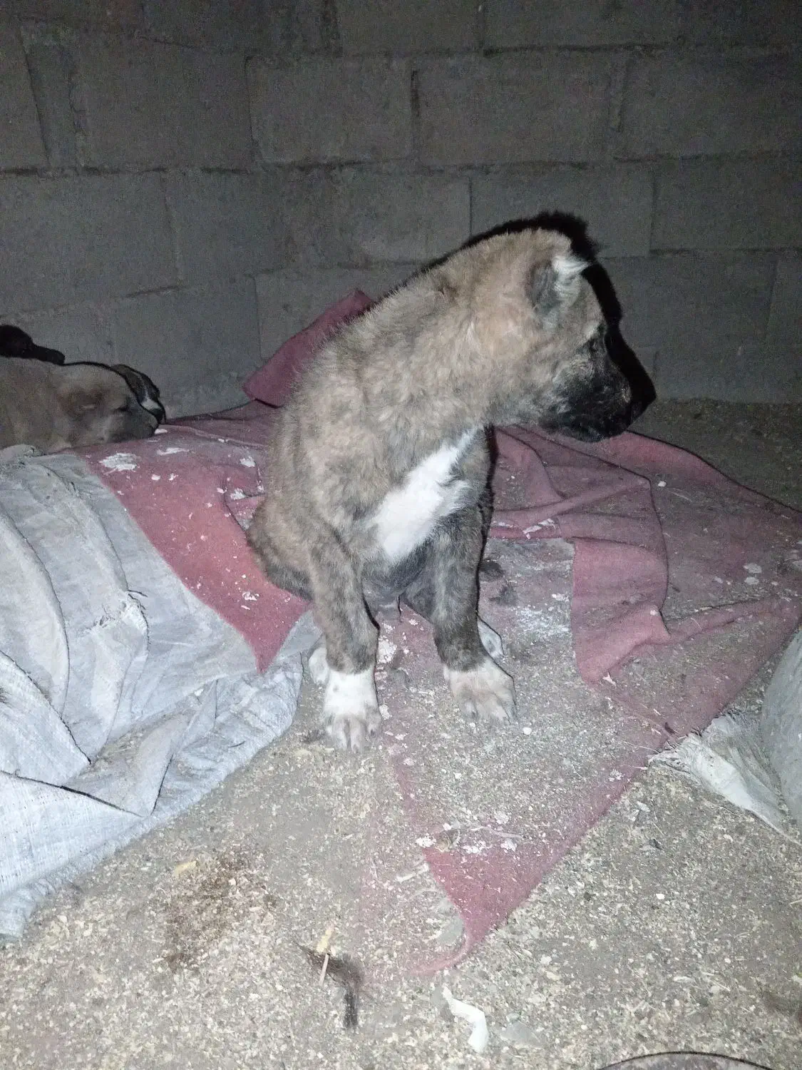 واگذاری توله خراسانی|سگ|فریمان, |دیوار