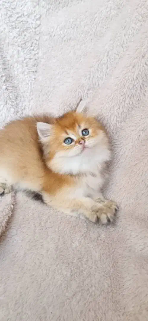 فروشگاه گربه‌های خاص (پرشین اسکاتیش بریتیش)|گربه|تهران, پونک|دیوار