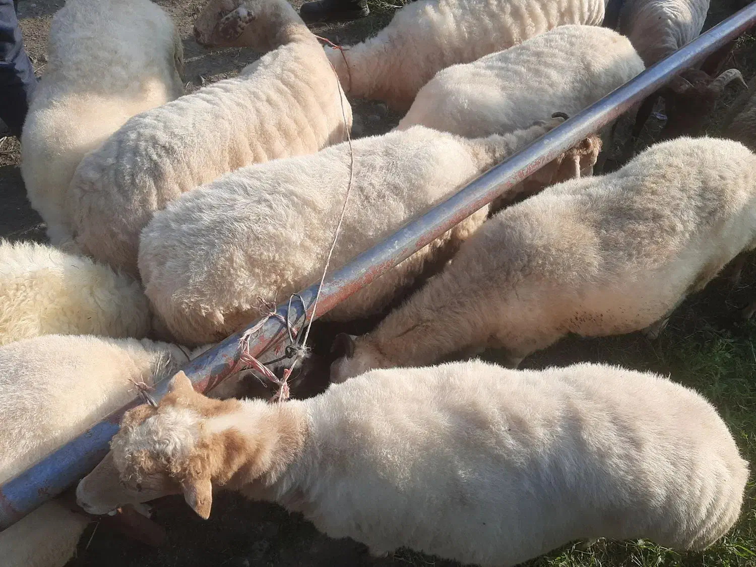 فروش گوسفندنر وماده چاق|حیوانات مزرعه|شاندرمن, |دیوار