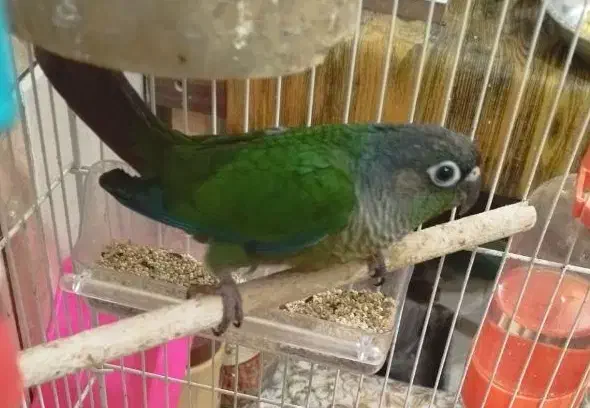 طوطی گرینیچک|پرنده|اهواز, کوی علوی|دیوار