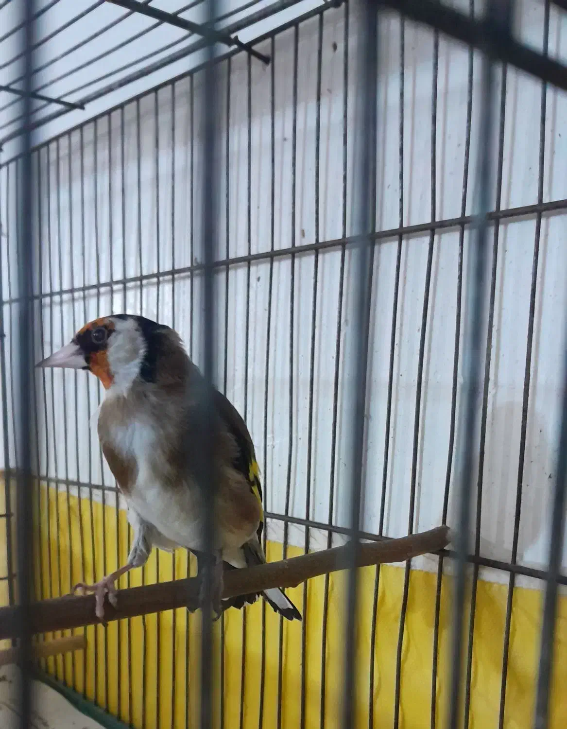 سیره|پرنده|دورود, |دیوار