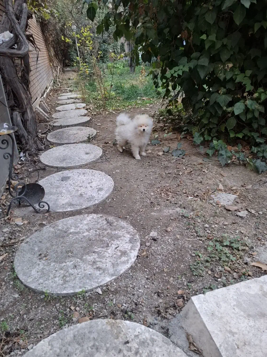 جسی|سگ|تهران, پاسداران|دیوار