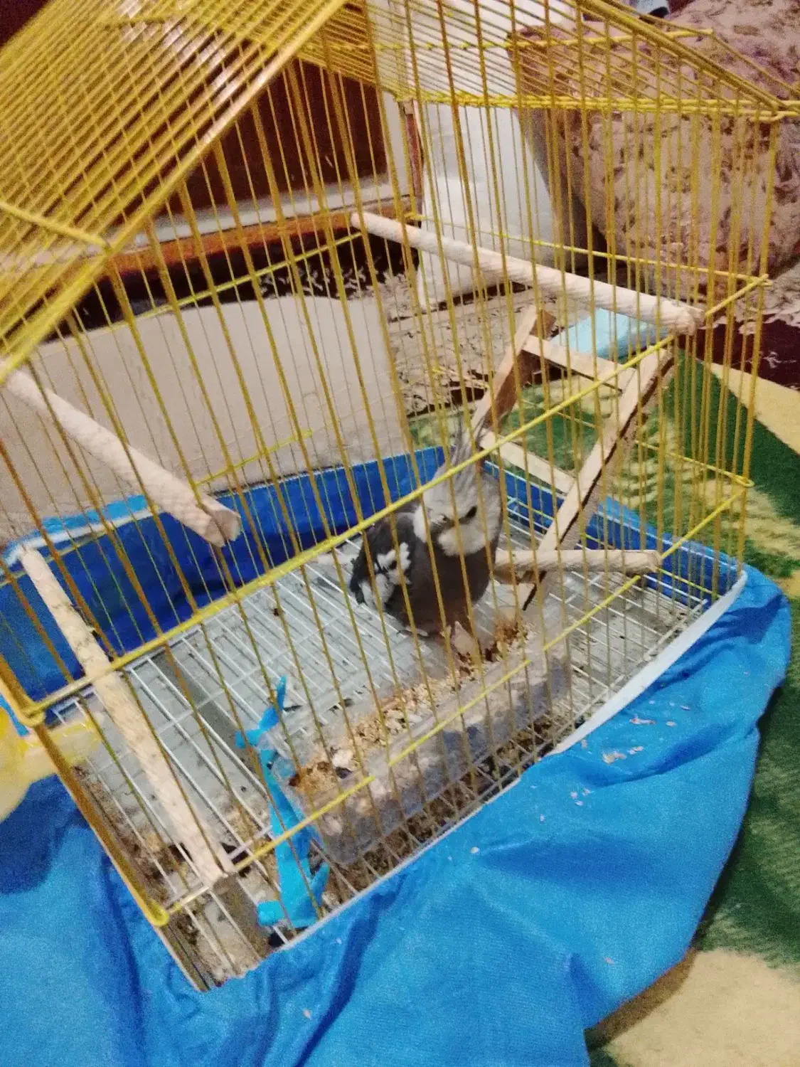 جوجه عروس هلندی|پرنده|قم, زاویه|دیوار