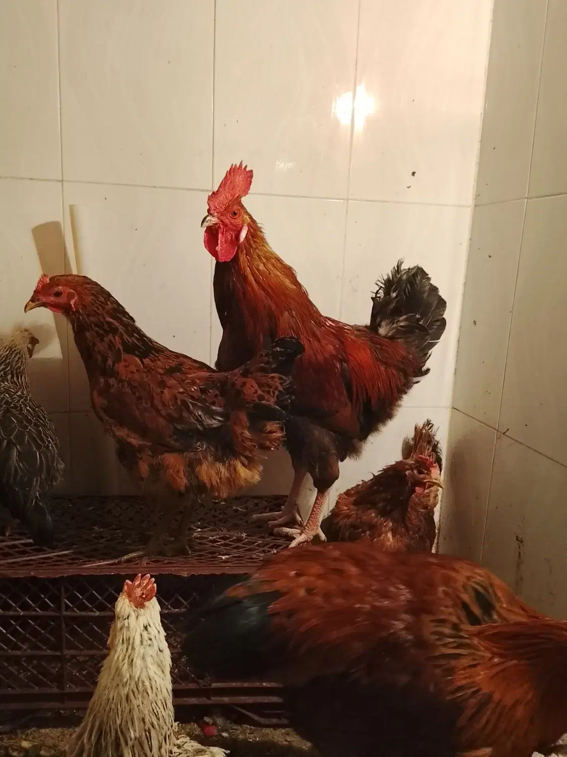 خروس محلی|حیوانات مزرعه|ماهدشت, |دیوار