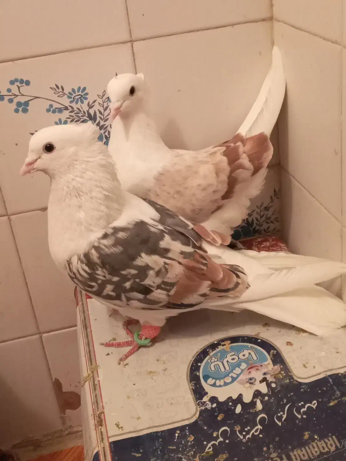 کفتر|پرنده|بروجرد, |دیوار