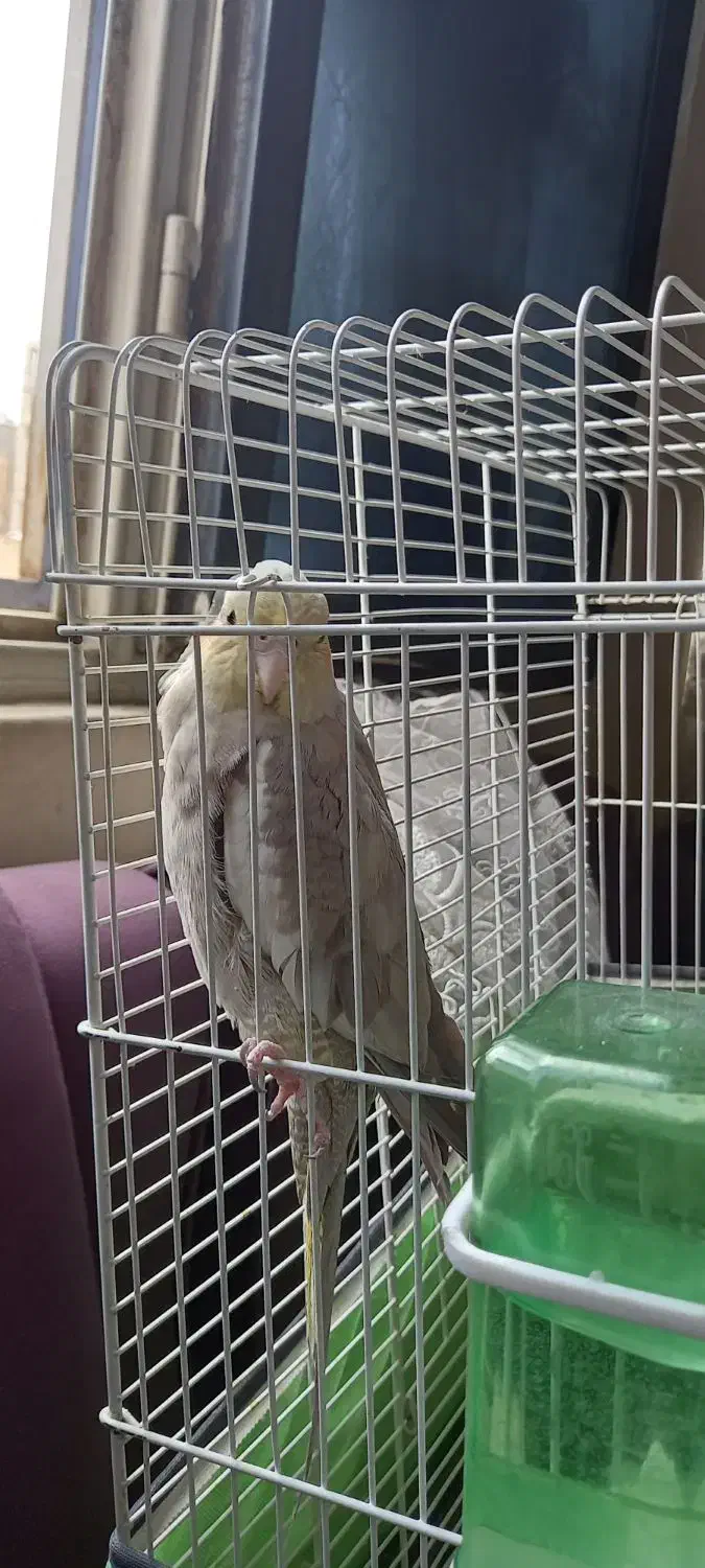 عروس هلندی ماده|پرنده|فردیس, ثابتی|دیوار