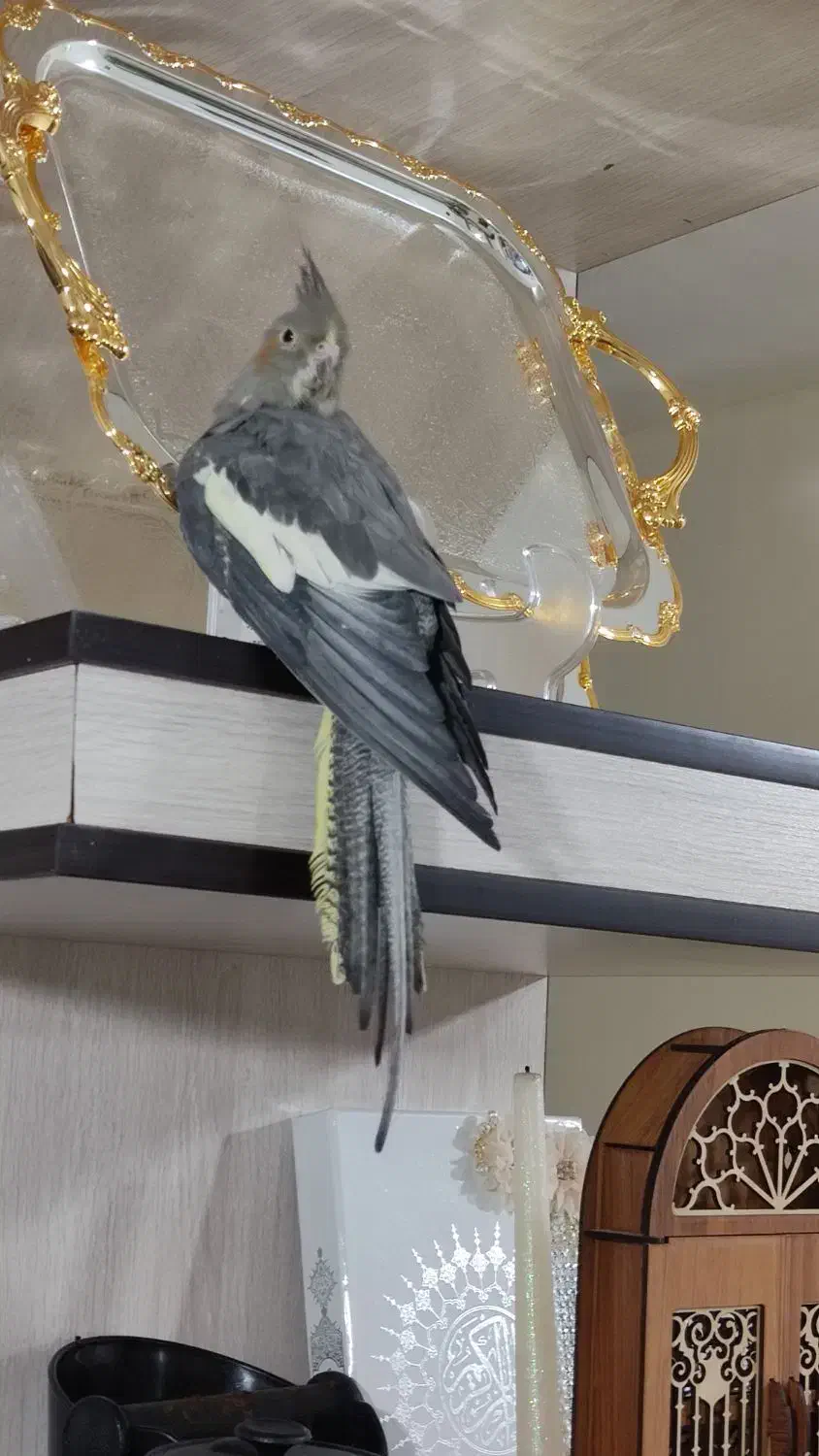 ماده سینامون اماده|پرنده|محمدیه-قزوین, |دیوار