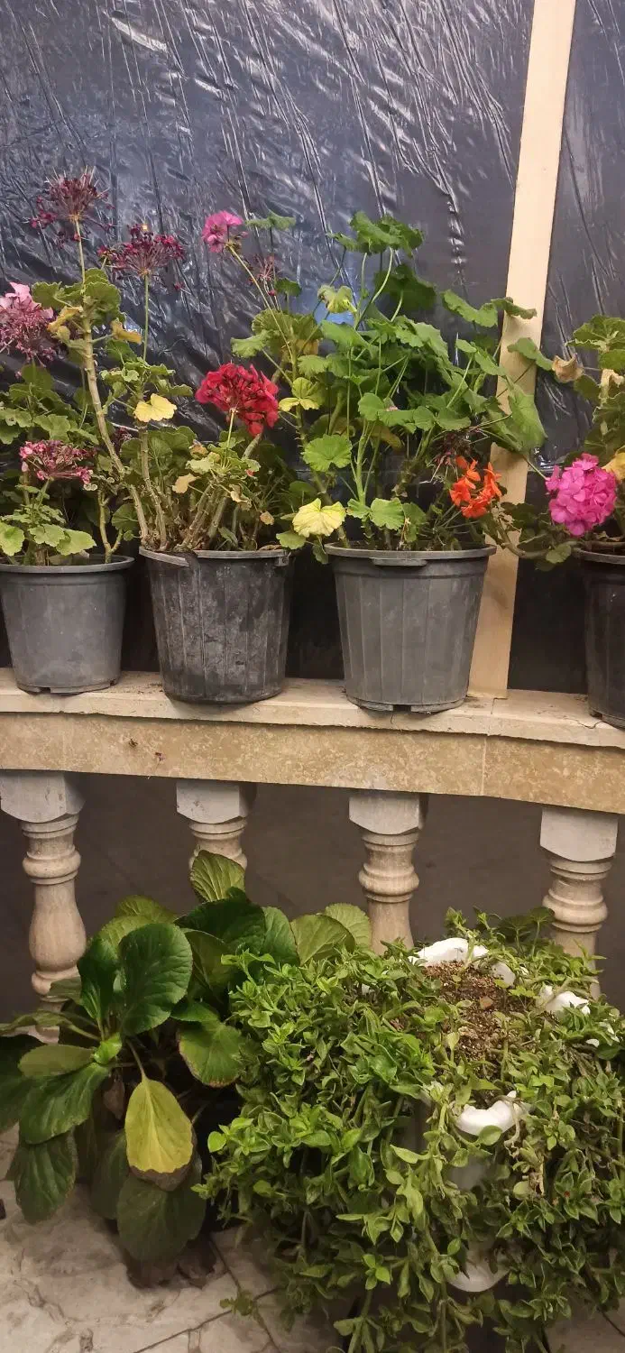 اجاره یک واحدسالن گلخانه|اجارهٔ دفتر صنعتی، کشاورزی، تجاری|باسمنج, |دیوار