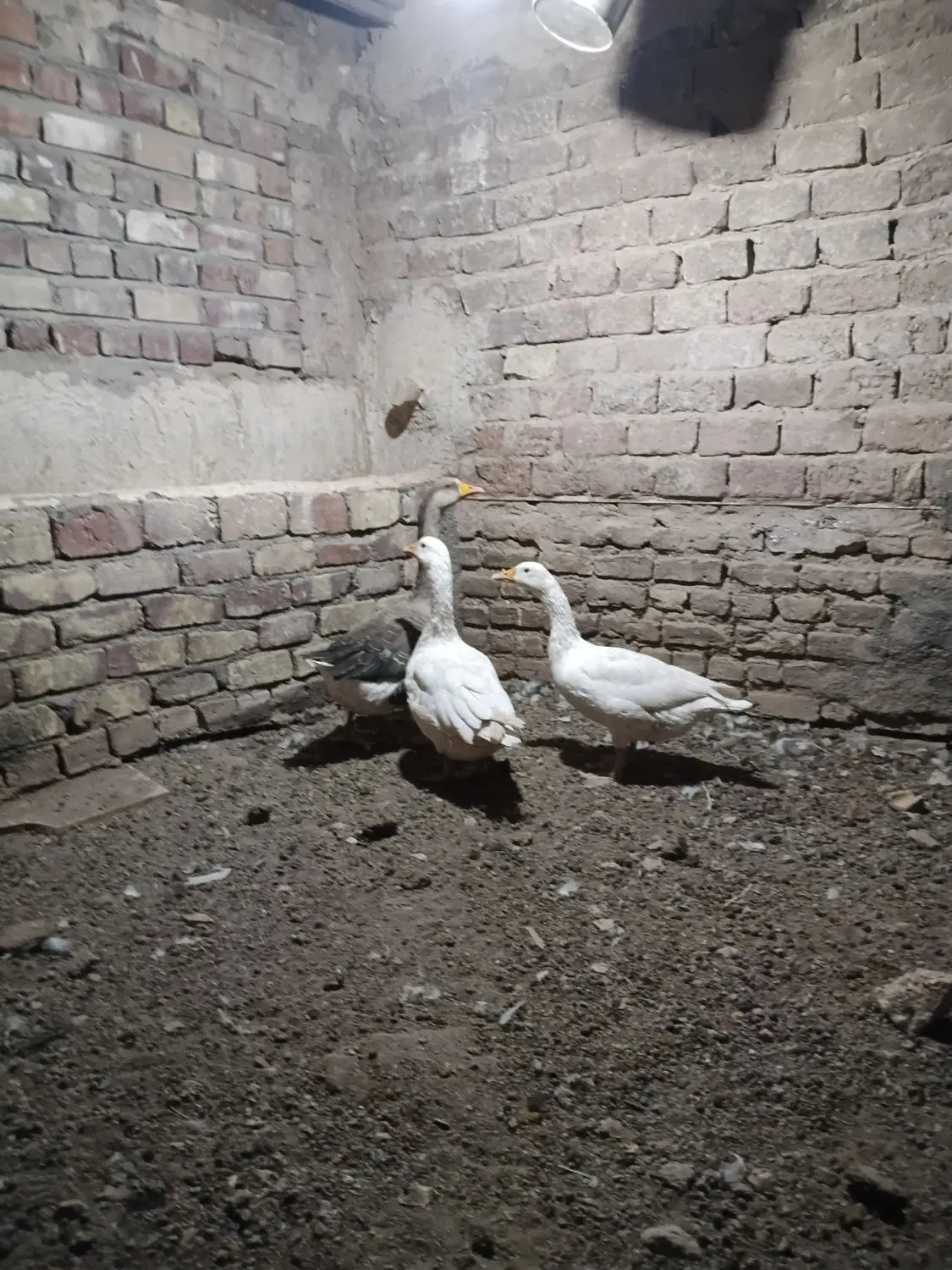 غاز|حیوانات مزرعه|رفسنجان, |دیوار
