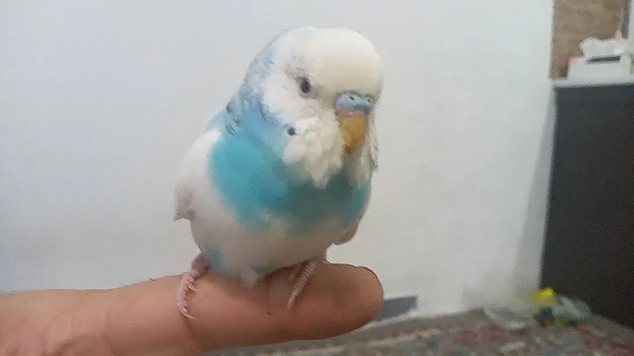 مرغ عشق|پرنده|خاوران, |دیوار