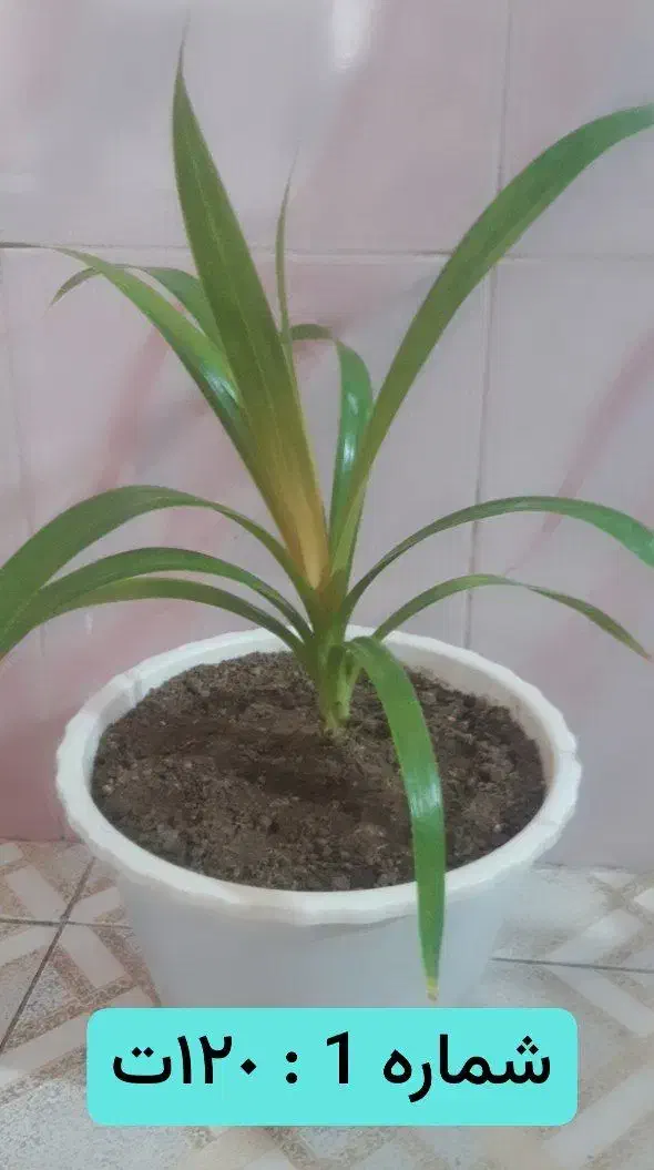 فروش گل با قیمت مناسب|گل و گیاه طبیعی|بافق, |دیوار