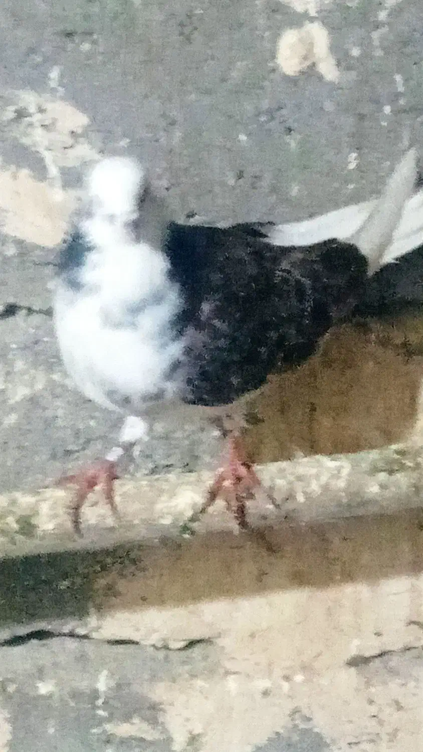 دو عدد کبوتر  ماده  پروازی|پرنده|شاهین دژ, |دیوار