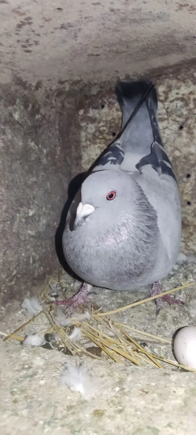 کبوتر|پرنده|یاسوج, |دیوار