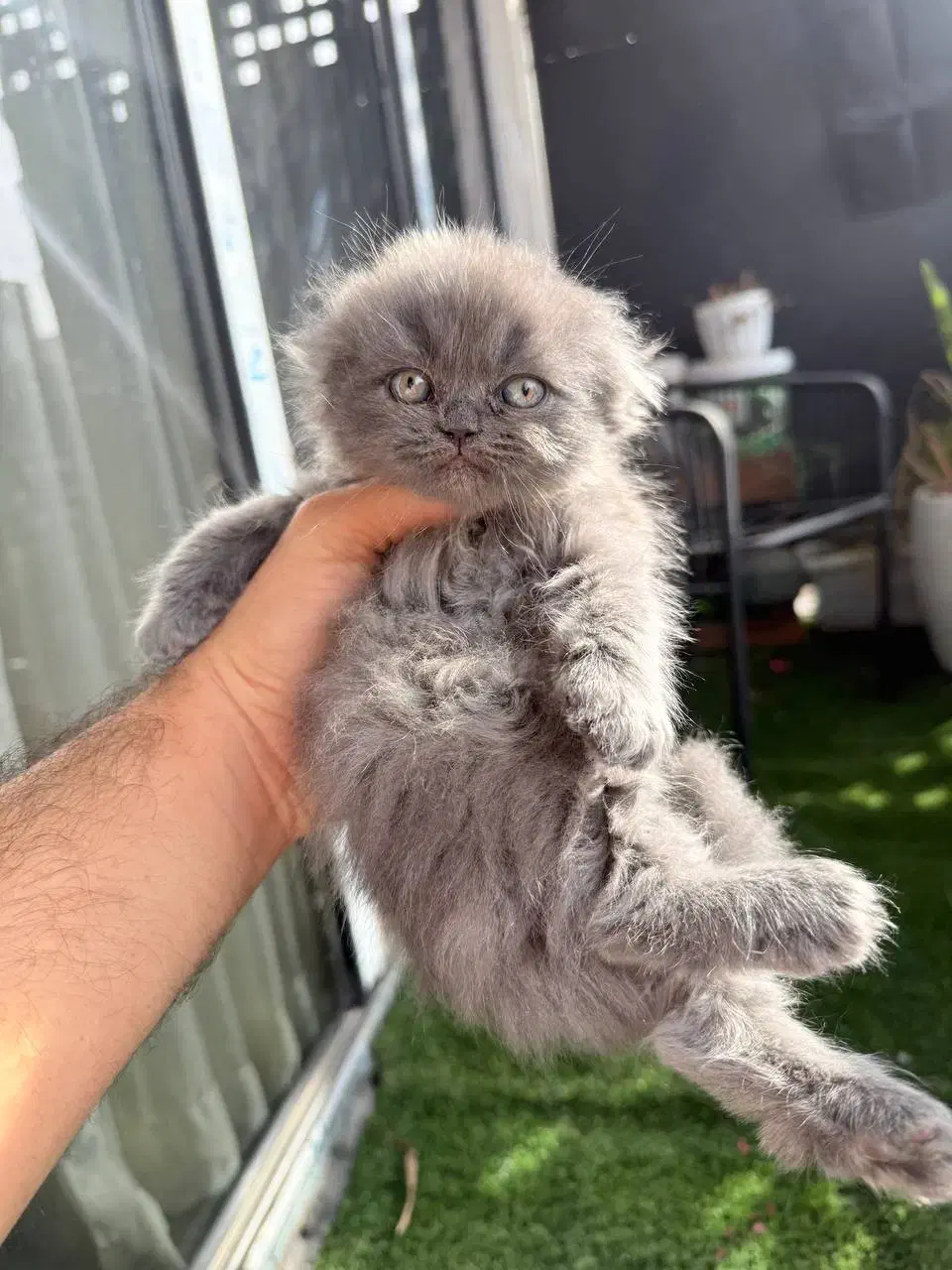 گربه اسکاتیش|گربه|تهران, شهرک آتی شهر|دیوار