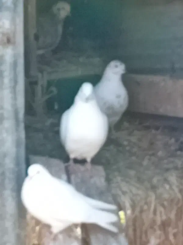 کبوتر خانگی|پرنده|آستانه اشرفیه, |دیوار