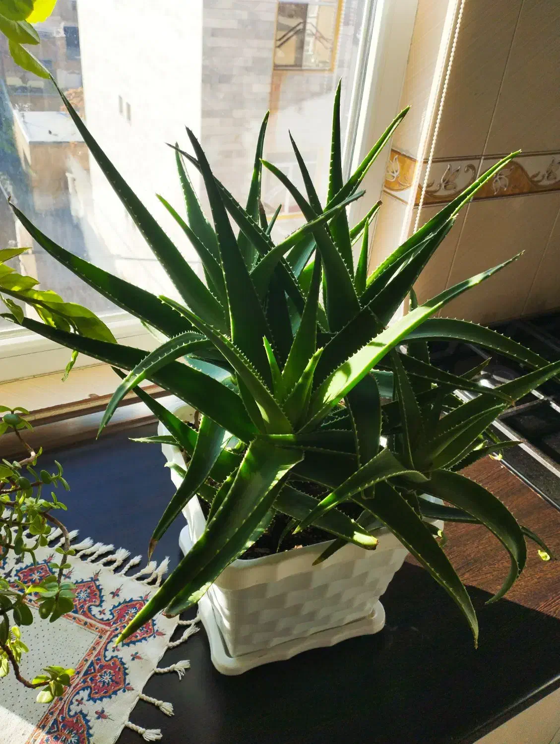 گل و گیاه|گل و گیاه طبیعی|ملایر, |دیوار