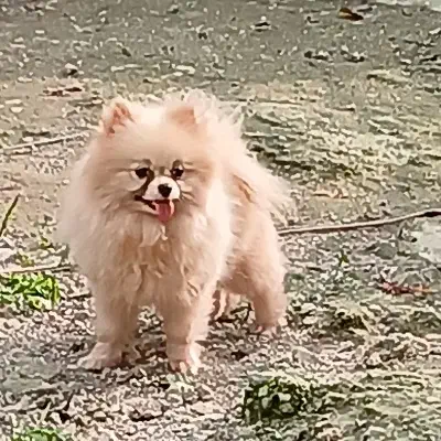 دوسرخرسی|سگ|رشت, لاکان|دیوار