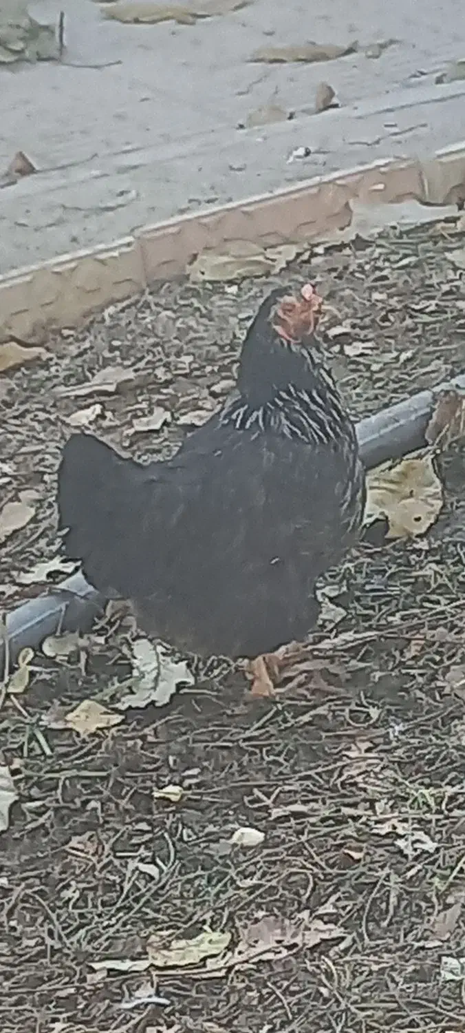 مرغ و خروس بومی|حیوانات مزرعه|فرخشهر, |دیوار