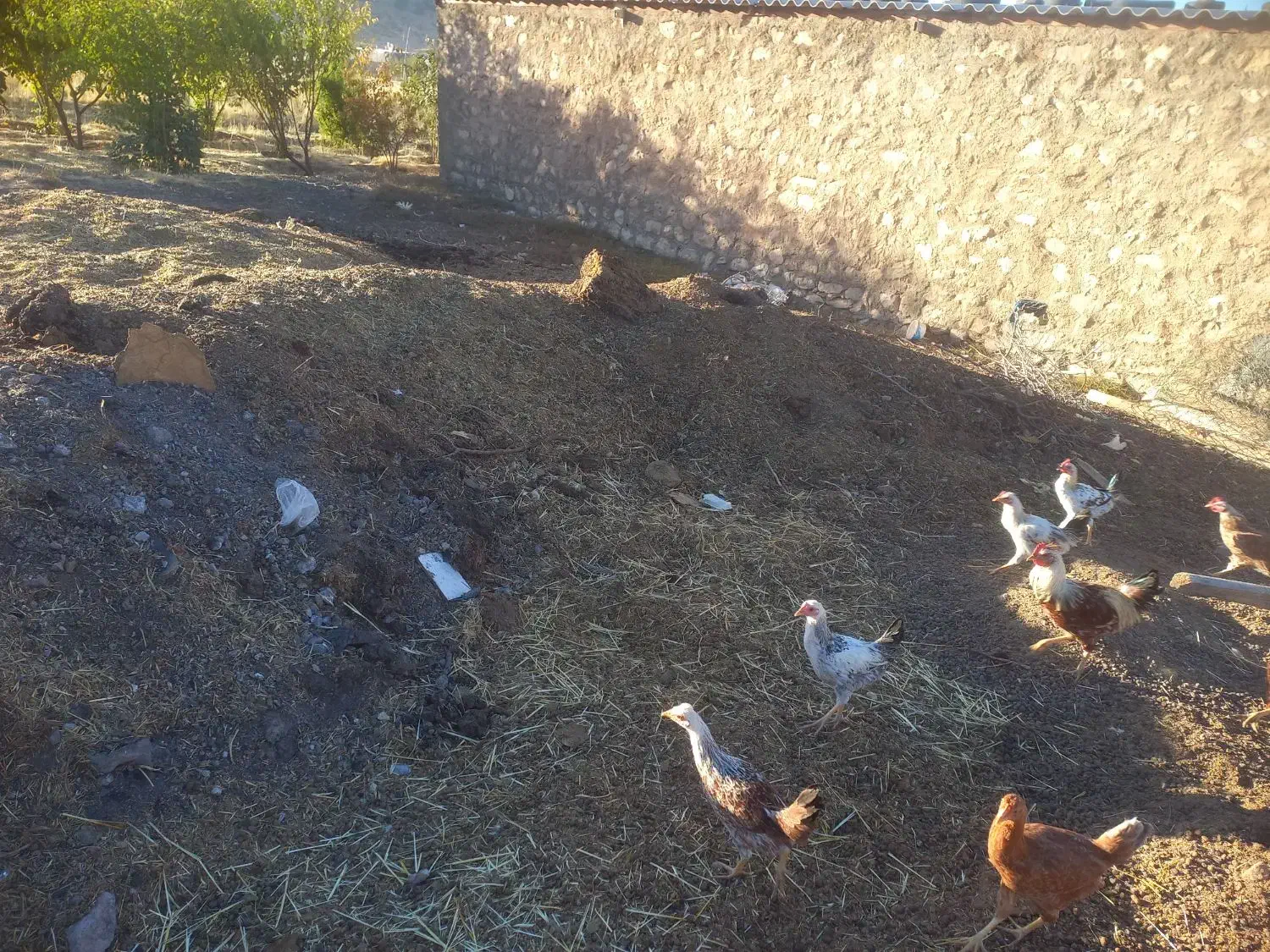 کود دامی(گوسفندی)|لوازم جانبی حیوانات|گوآور, |دیوار