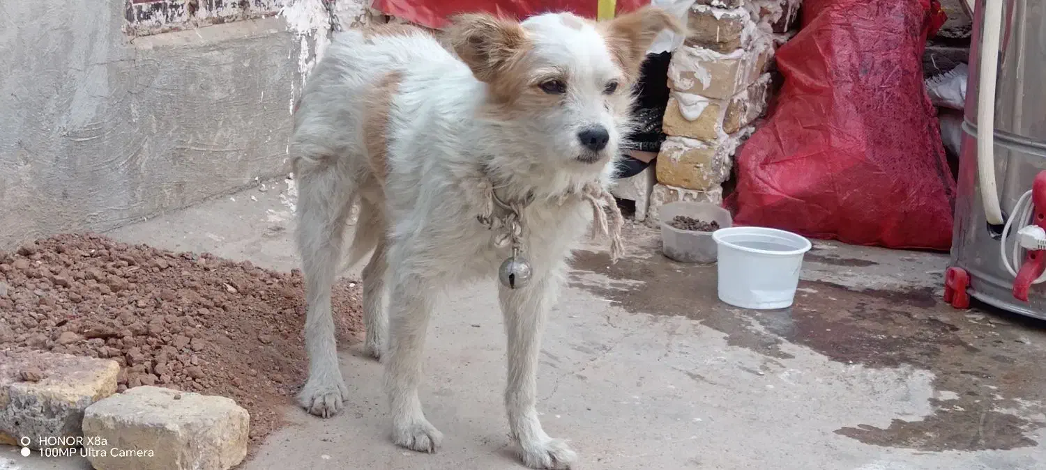 سگ سیتزو فروشی|سگ|ضیاء آباد, |دیوار