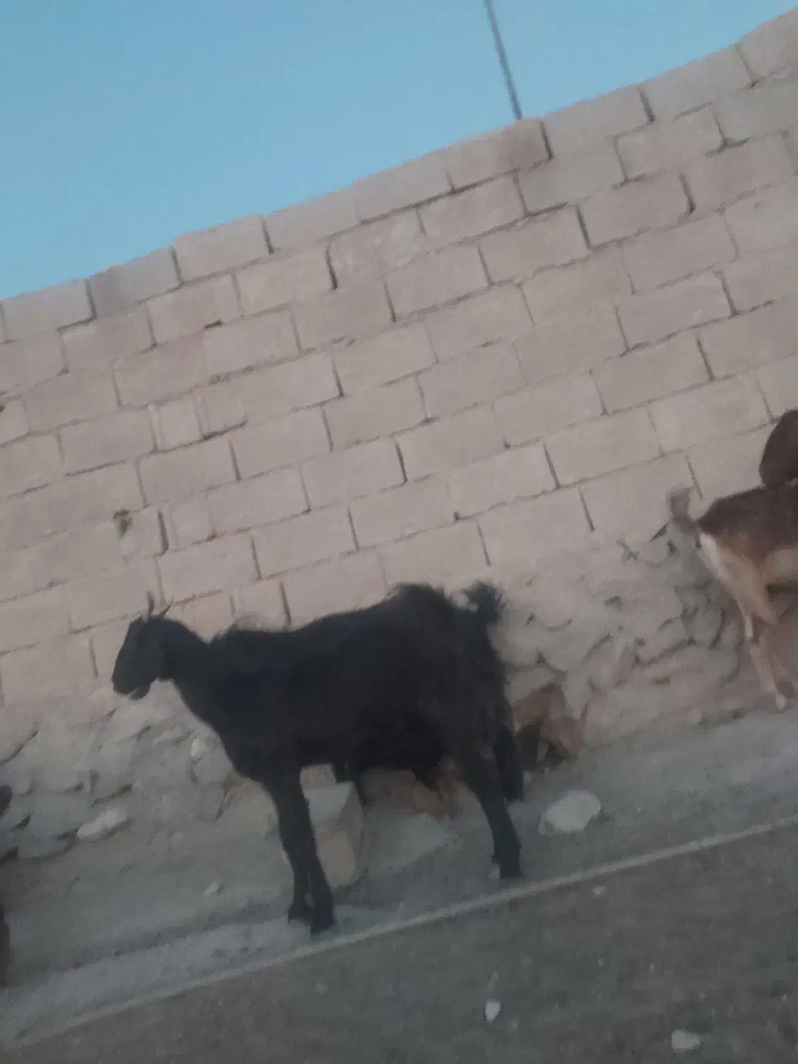 تیشتر هشت ماهه دوقلو زا|حیوانات مزرعه|اهرم, |دیوار