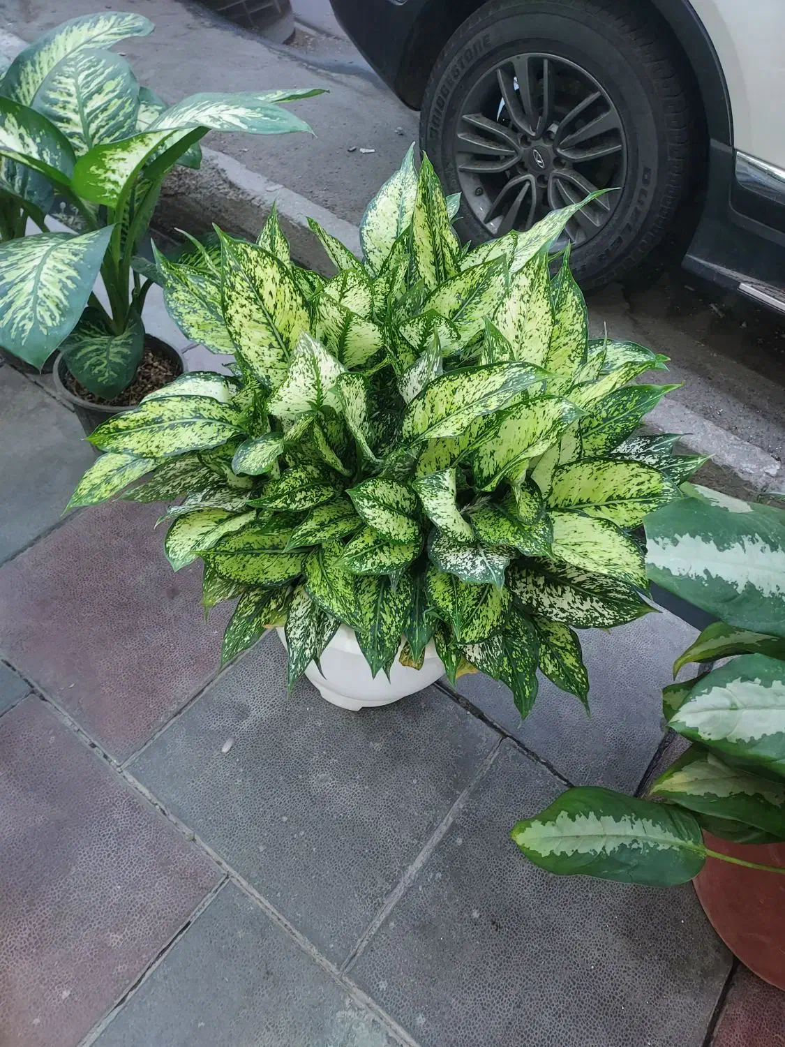 گلخانه گلستان افتتاح شد|گل و گیاه طبیعی|گلستان (تهران), |دیوار