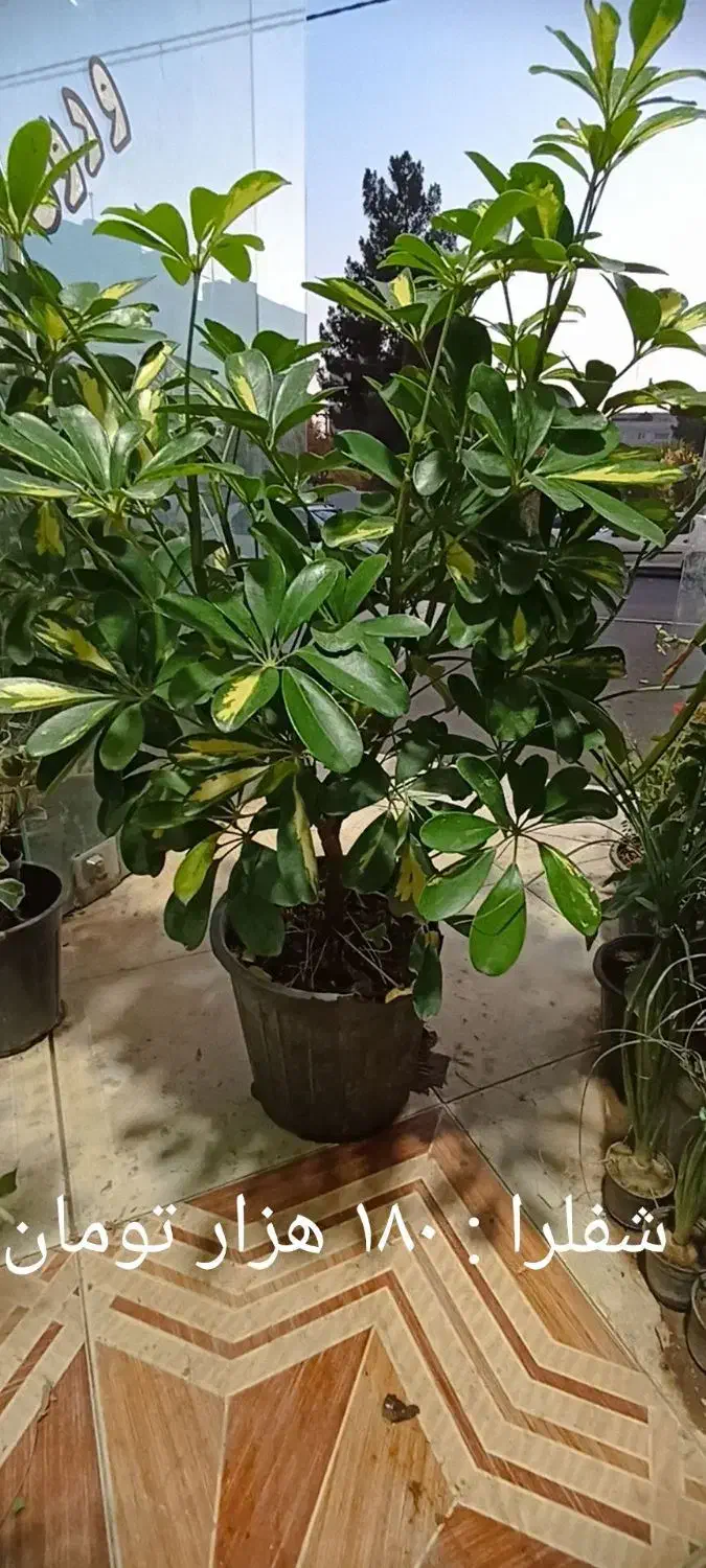 سانسوریا ابلق وبلند وپُر|گل و گیاه طبیعی|فردیس, شهرک ارم|دیوار