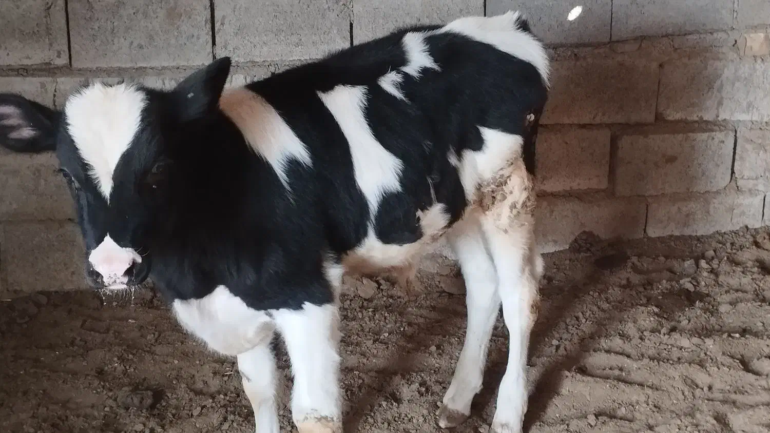 گوساله نر|حیوانات مزرعه|کاخک, |دیوار