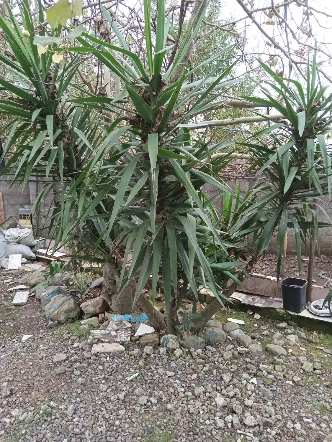 گل یوکا|گل و گیاه طبیعی|رشت, خواهر امام|دیوار