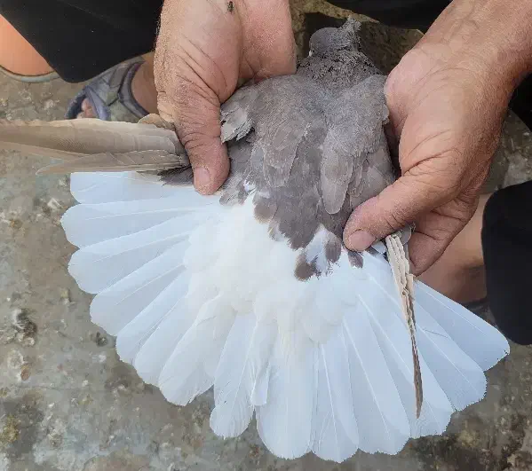 دوتا ماده قهوه ایی دم سفید ۱۶ پر دم|پرنده|رامهرمز, |دیوار