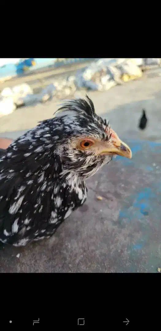 تخم نطفه دار گلین|حیوانات مزرعه|اسلام‌شهر, مطهری|دیوار