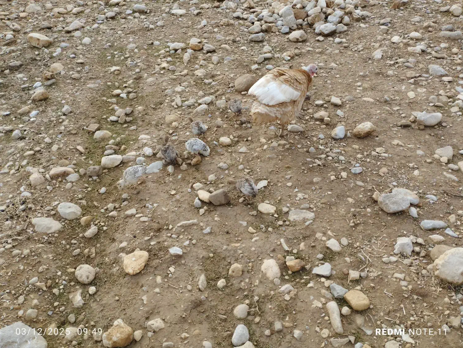 جوجه بوقلمون یک ماهه|حیوانات مزرعه|اندیمشک, |دیوار