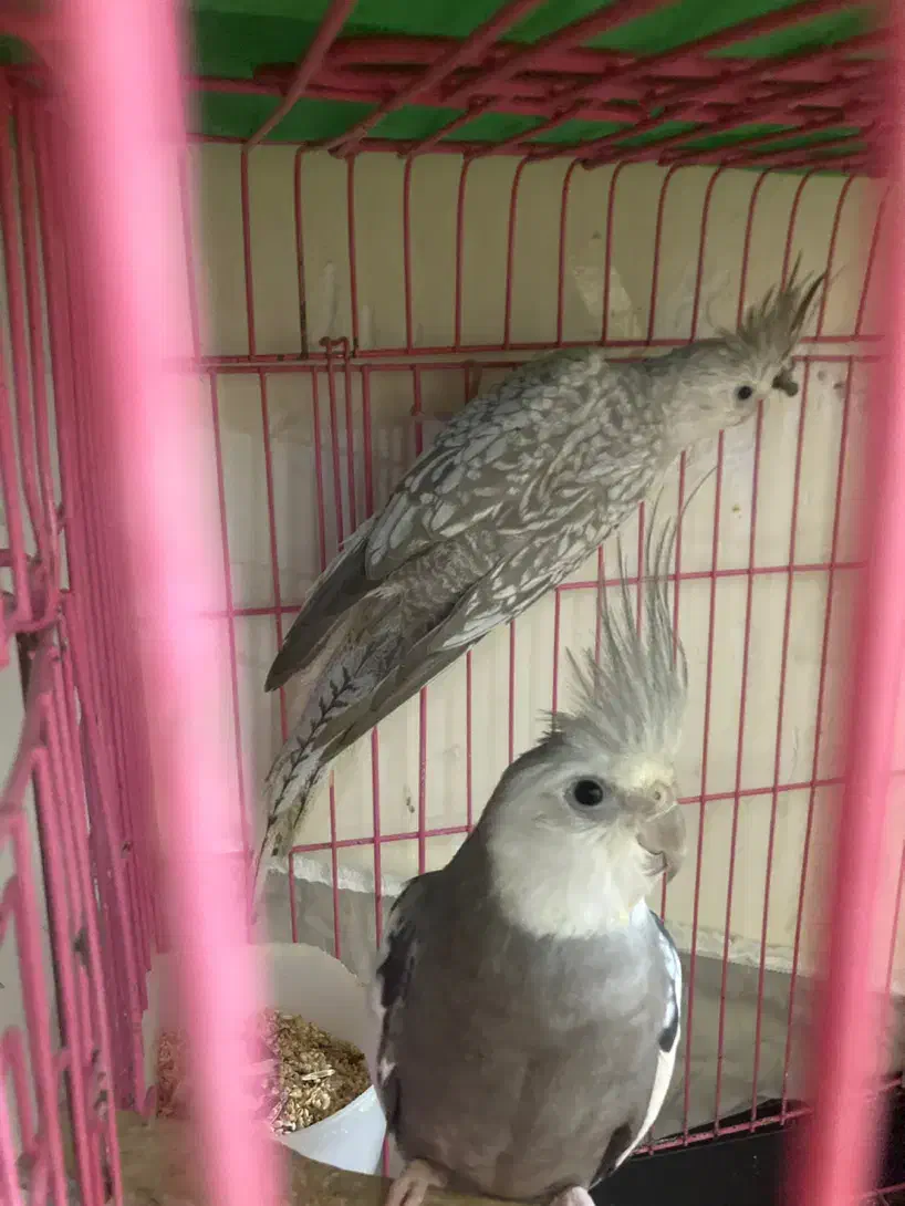 تعدادی جوجه عروس و بالغ و مولد(گیرینچیک ملنگو|پرنده|رشت, یخسازی|دیوار