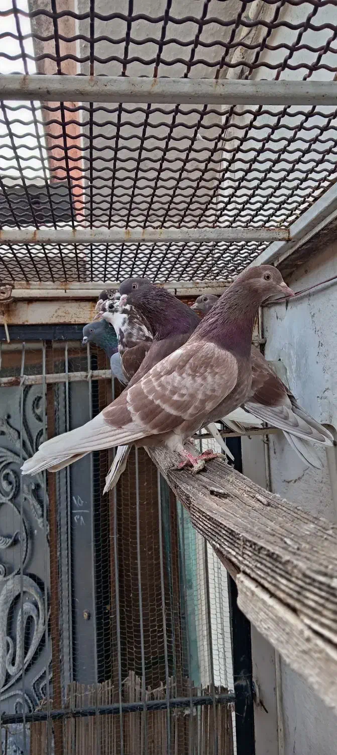 کبوتر قرمز پرشی|پرنده|قائمشهر, |دیوار