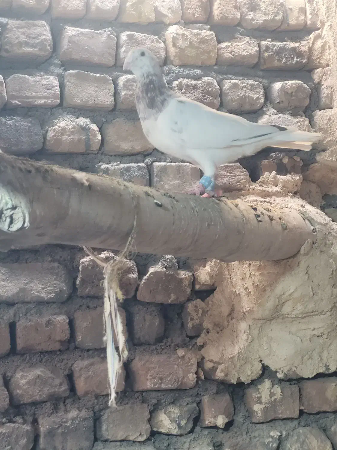 کبوتر|پرنده|خلیل آباد, |دیوار