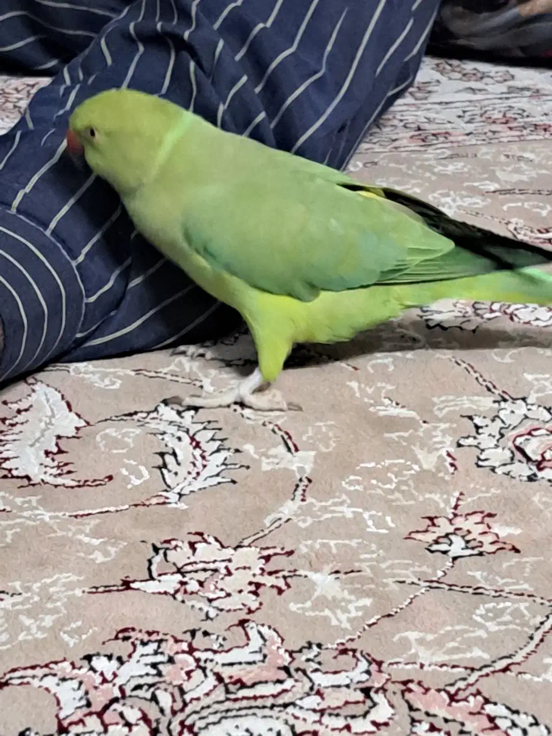 ملنگو۱۸ماهه ماده|پرنده|بهارستان, |دیوار