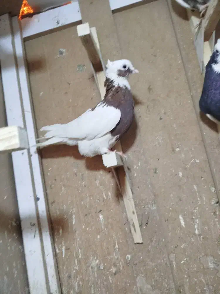 سینه طوق معاوضه|پرنده|مرودشت, ثبت احوال|دیوار