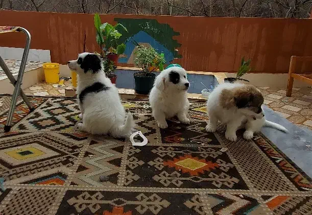 سگ  توله|سگ|ساری, |دیوار