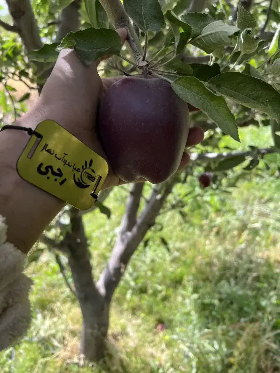 ارائه نهال سیب جرومین|خدمات باغبانی و درختکاری|اهر, |دیوار