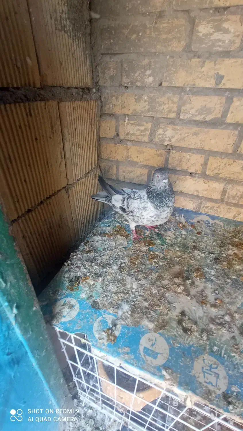 کبوتر|پرنده|بندر امام خمینی, |دیوار